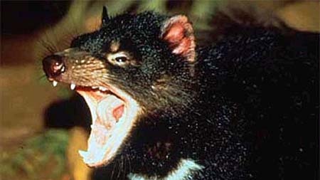 Threat: Disease is decimating Tasmanian devil populations.