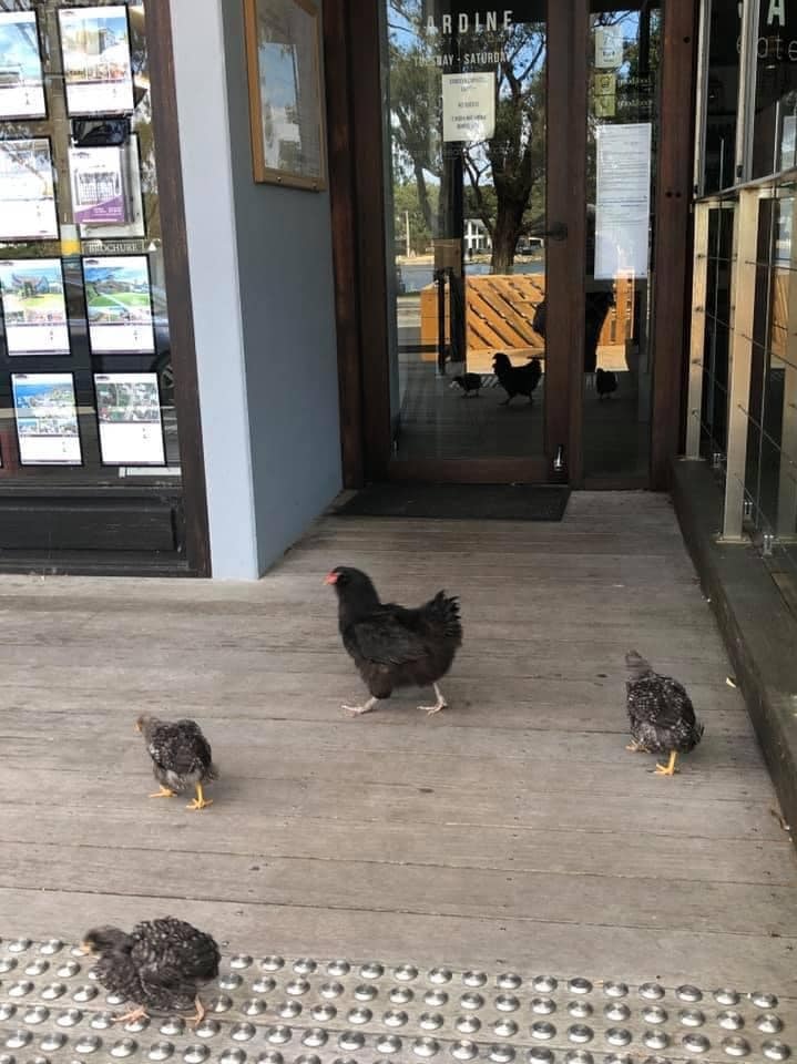 Lost chickens range in front of a Paynesville real estate agency,