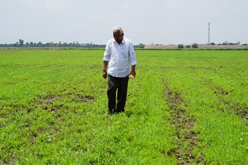 Praduman Sinh examines his cotton crop