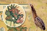 An artwork showing a photo of a bird on the right and an image of what people thought was a bunyip on the left.