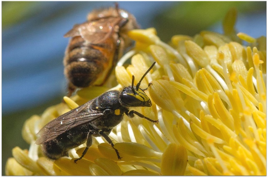 small yellow and deep black  bee with honey bee in the background 