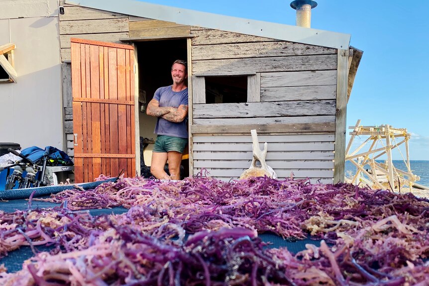 A pile of purple/red seaweed in the foreground, in the background a man leans on a shack door. 