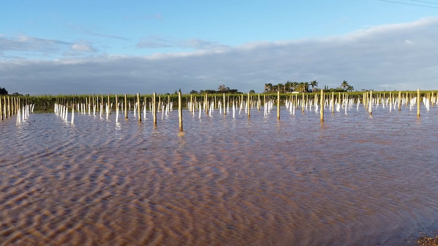 Table grapes sit under water at Irymple.