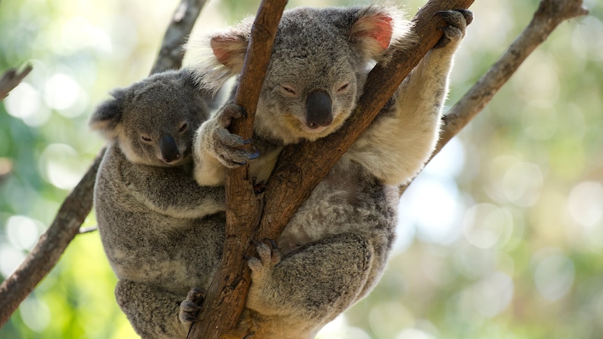 Generic Koalas in a tree