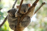 Koalas