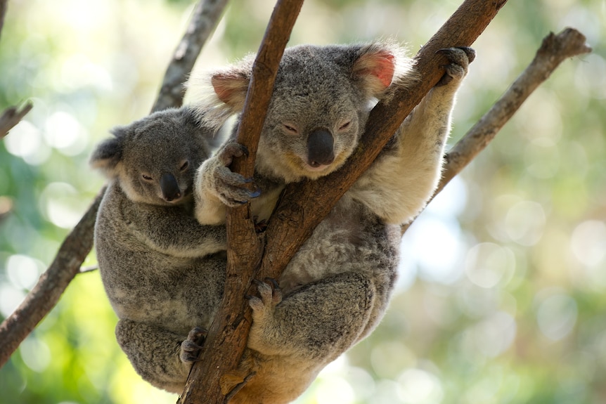 two koalas in a tree.