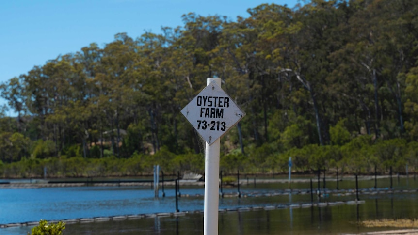 An oyster farm sign on the bank of a lake.