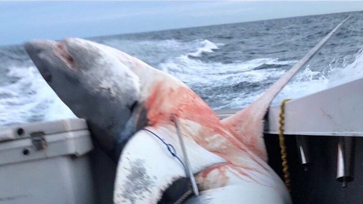 A giant Mako shark lies dead in a boat