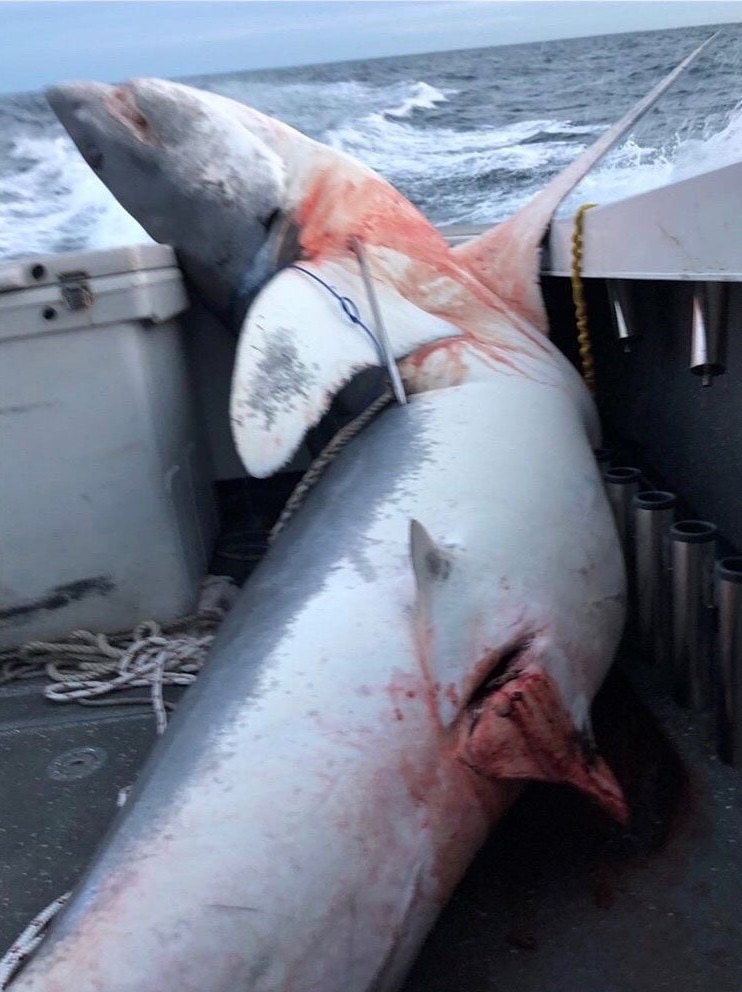 A giant Mako shark lies dead in a boat