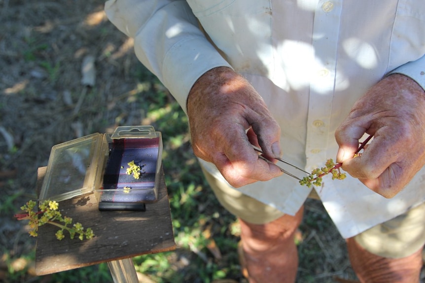 a man using tweezers to pick flowers from a mango panicle