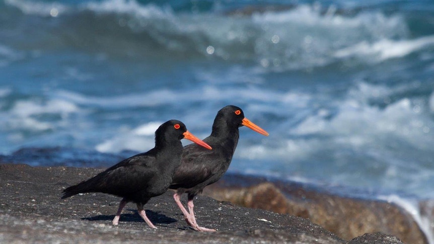 Sooty oystercatchers ONE USE ONLY