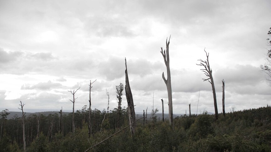 Forest in Victoria