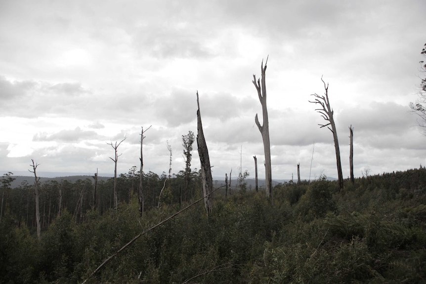 Forest in Victoria