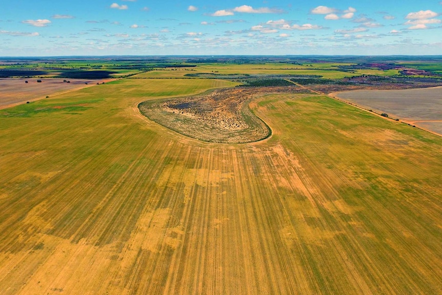 Aerial shot of grain crops under a cloudy sky.