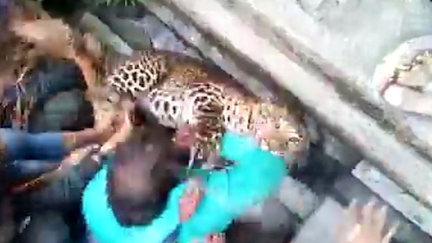 Leopard runs through Indian city causing chaos, attacks 35 people - ABC News