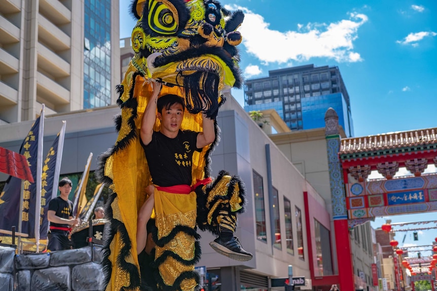 A young man lifts the chinese lion head above his own head during a performance.