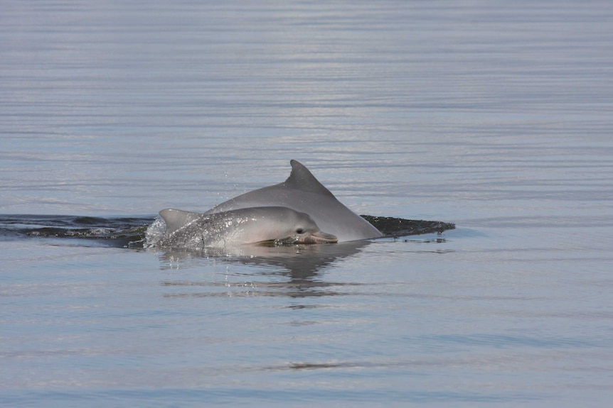 A baby dolphin swims with its mother.