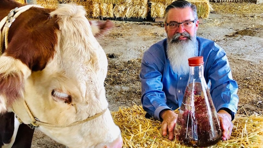 Steve Meller with a flask filled with red seaweed, seated next to a cow.