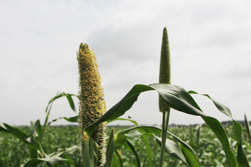 a paddock with pearl crops pointing into the sky