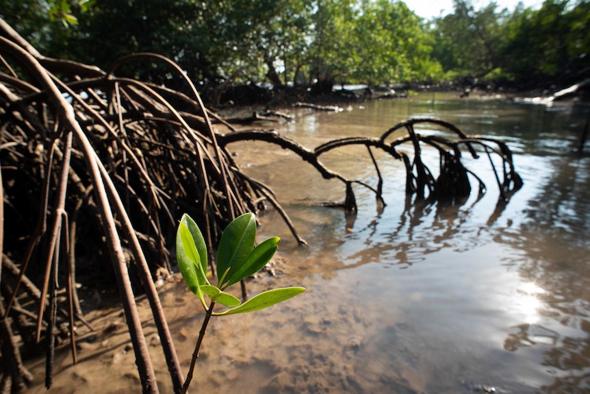 Mangroves in Darwin