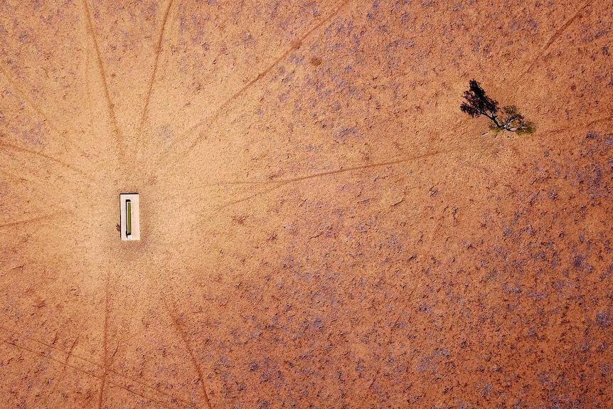 A lone tree stands near a water trough in a drought-affected paddock.