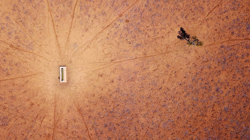 A lone tree stands near a water trough in a drought-affected paddock.