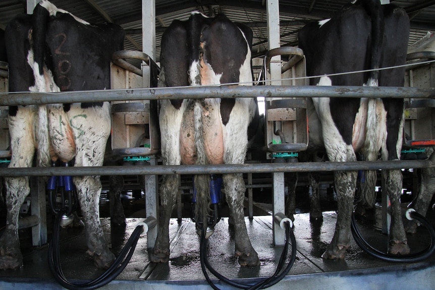 Dairy cows in Harvey