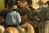 Cattle industry admits to less of export bans