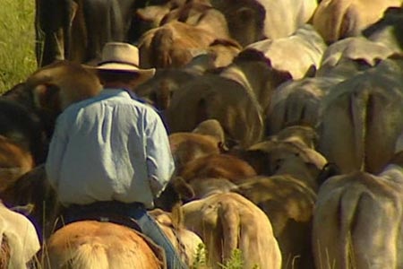 Cattlemen were horrified by the footage they saw on Four Corners.