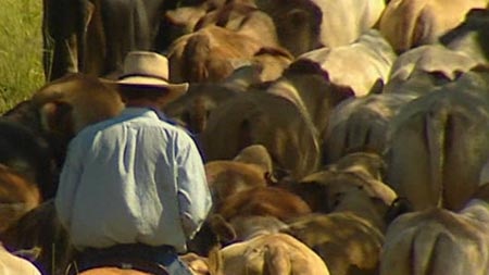 Dry weather worries cattle producers