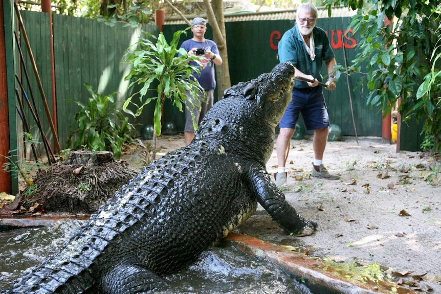 Older man in enclosure with large crocodile.