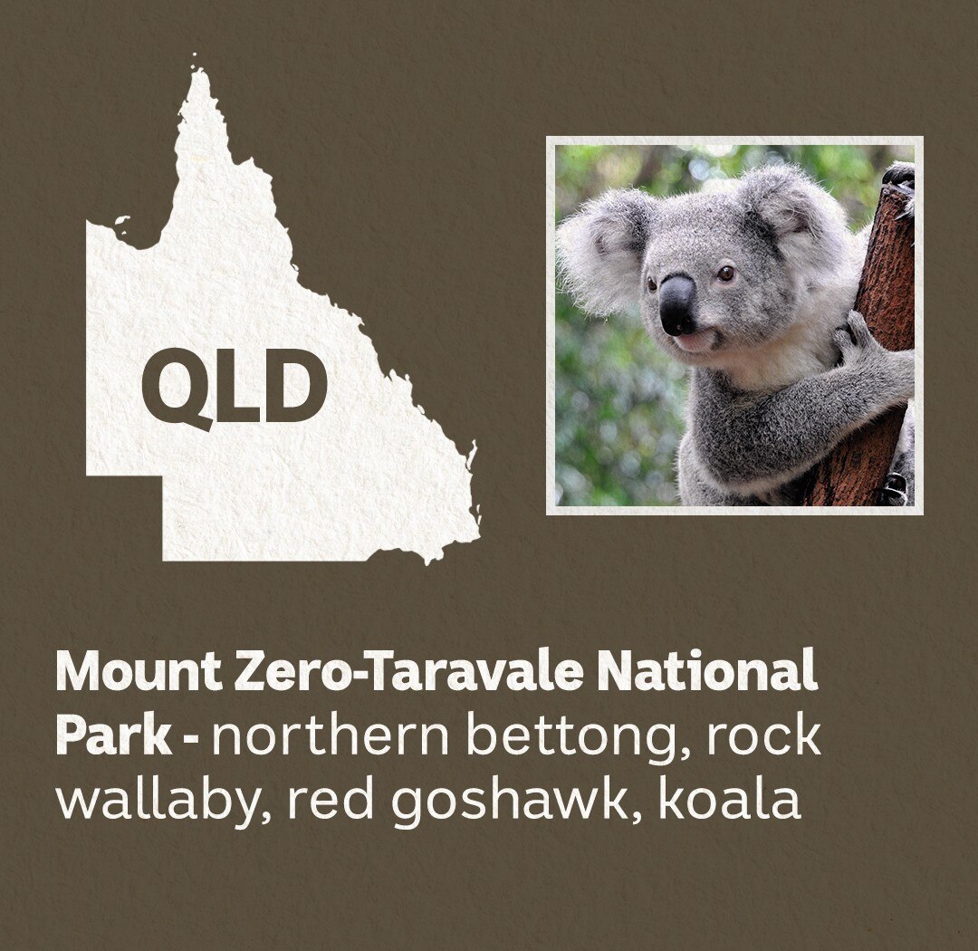 A white map of Queensland with a picture of a koala.