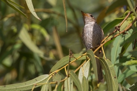 A small brown bird.