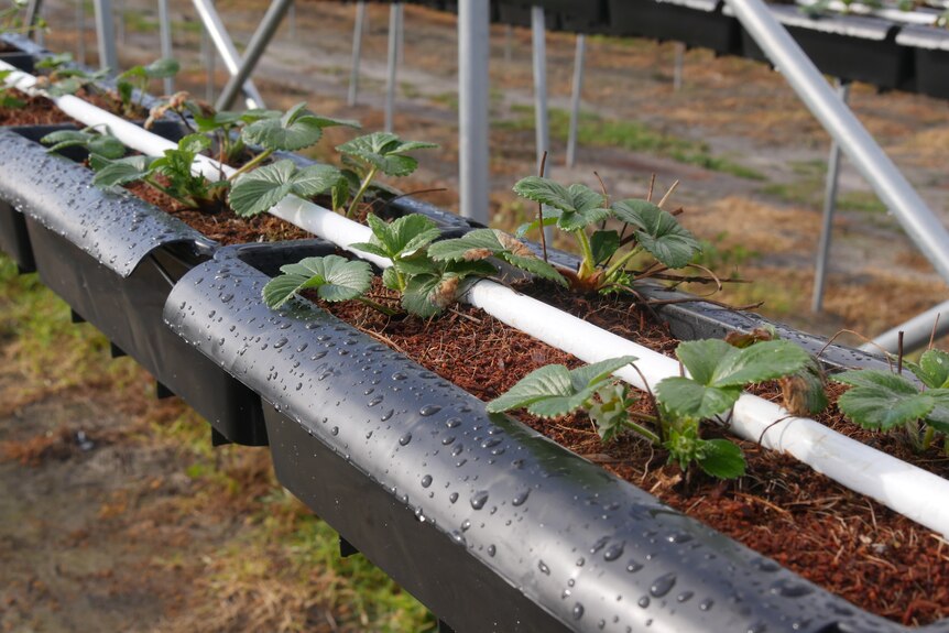 Strawberries planted in plastic tubes about one metre off the ground.