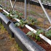 Strawberries planted in plastic tubes d 'about one meter from the ground.' class=