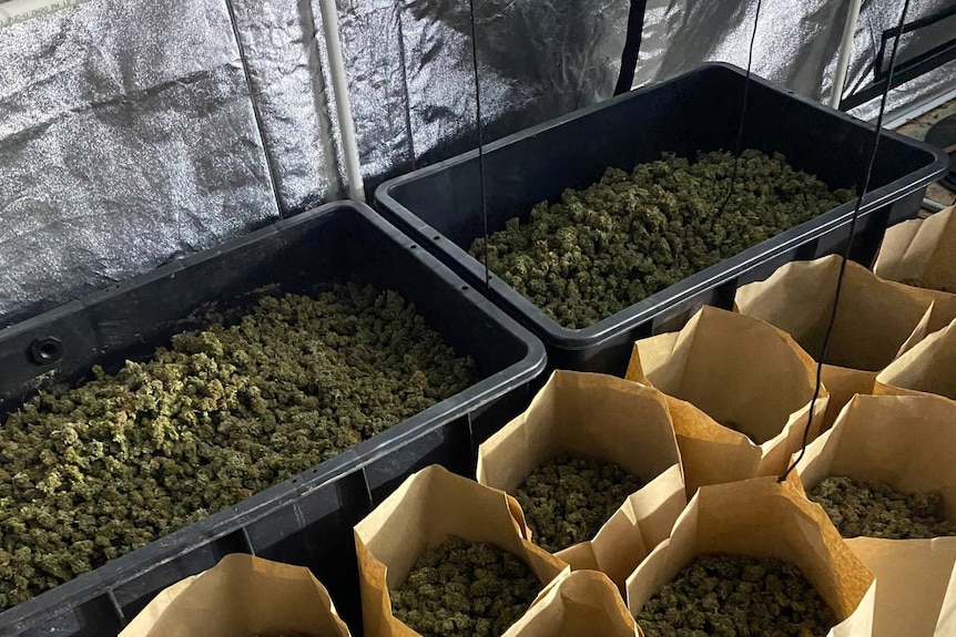 Dried cannabis in plastic containers and bags.