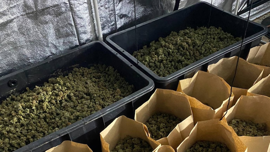 Dried cannabis in plastic containers and bags.