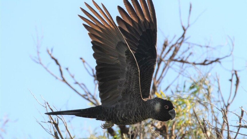 Carnaby's black cockatoo in flight with wings spread