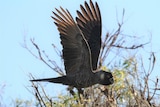 Carnaby's black cockatoo in flight with wings spread