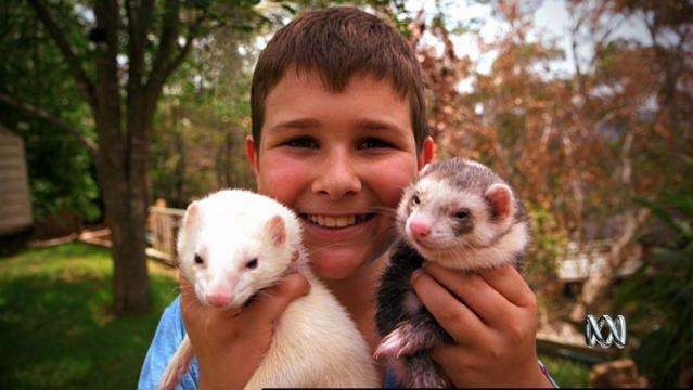 A boy holds two ferrets