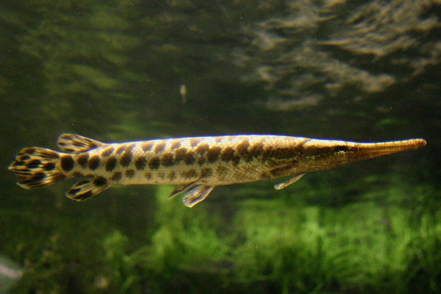 Spotted gar fish