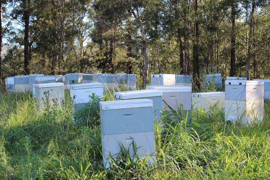 About 20 beehives grouped together in a field with woodland in the background
