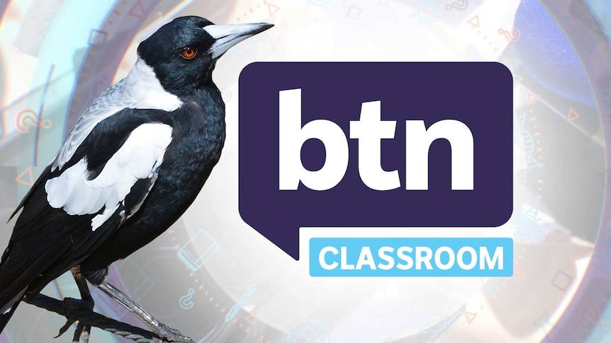 Australian magpie posing in front of the BTN logo