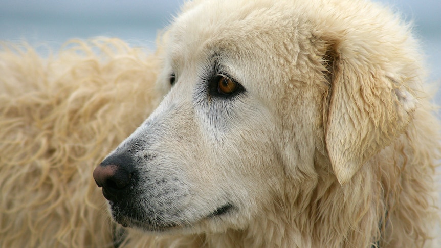 A close-up photo of a dog