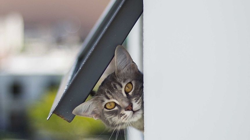 A grey tabby cat peaks out from a window