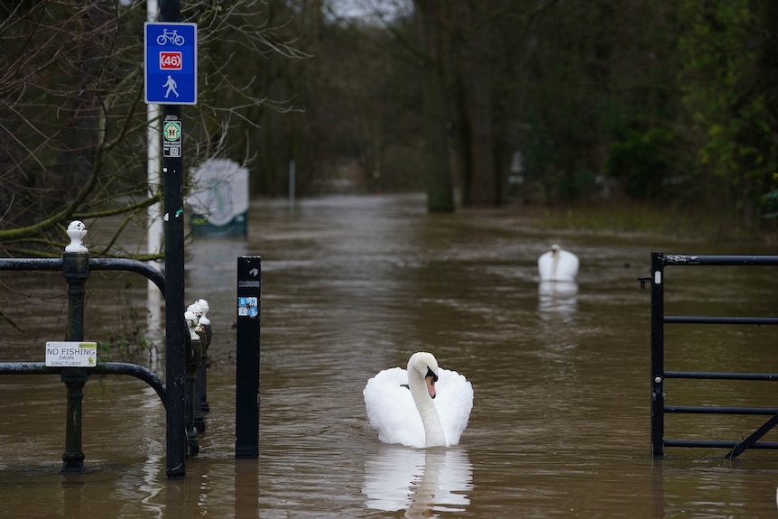 Beyaz kuğular Worcester'da sular altında kalan bir sokakta yüzüyor