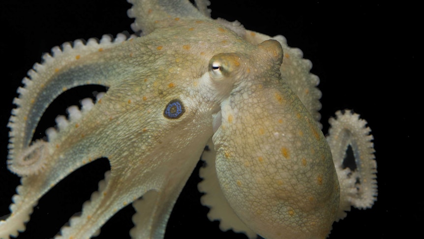 Two-spot octopus used in MDMA trial