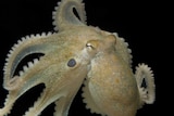 Two-spot octopus used in MDMA trial