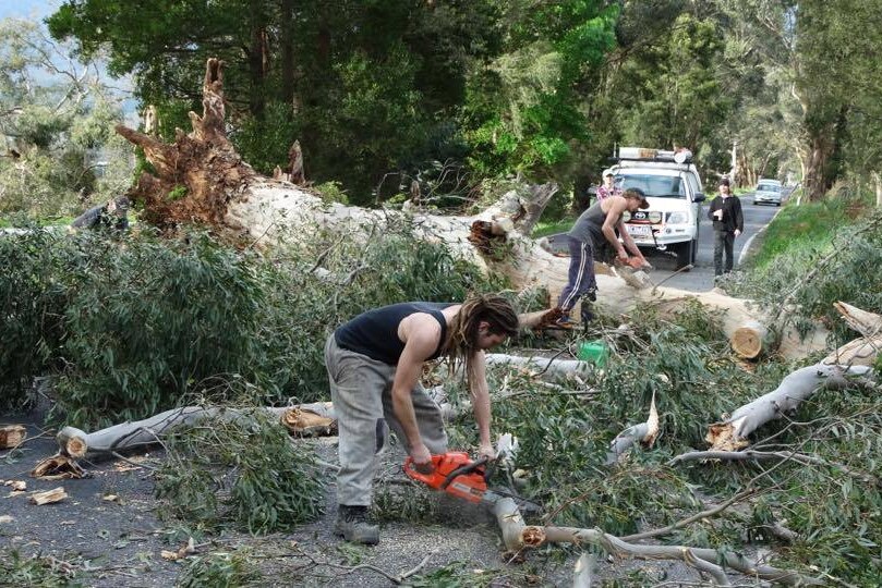 A tree is removed after it falls over a road in Victoria