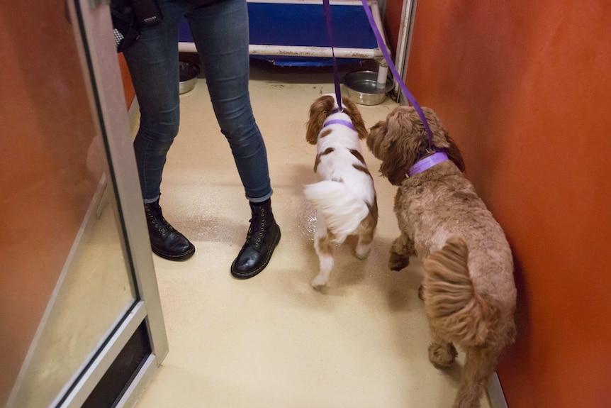 Two small dogs are led into a cubicle with a bed and two water dishes.